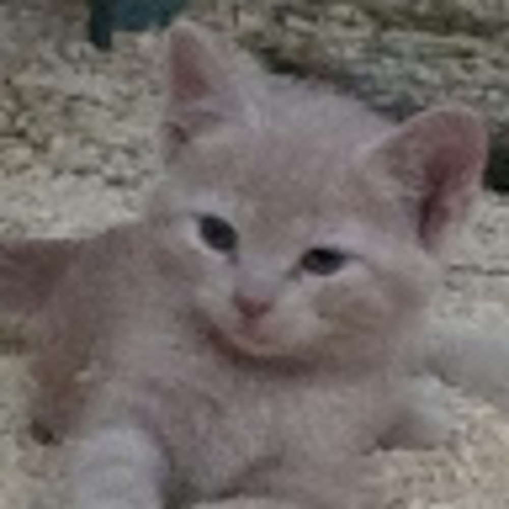 Meet your Posher, Welcome to